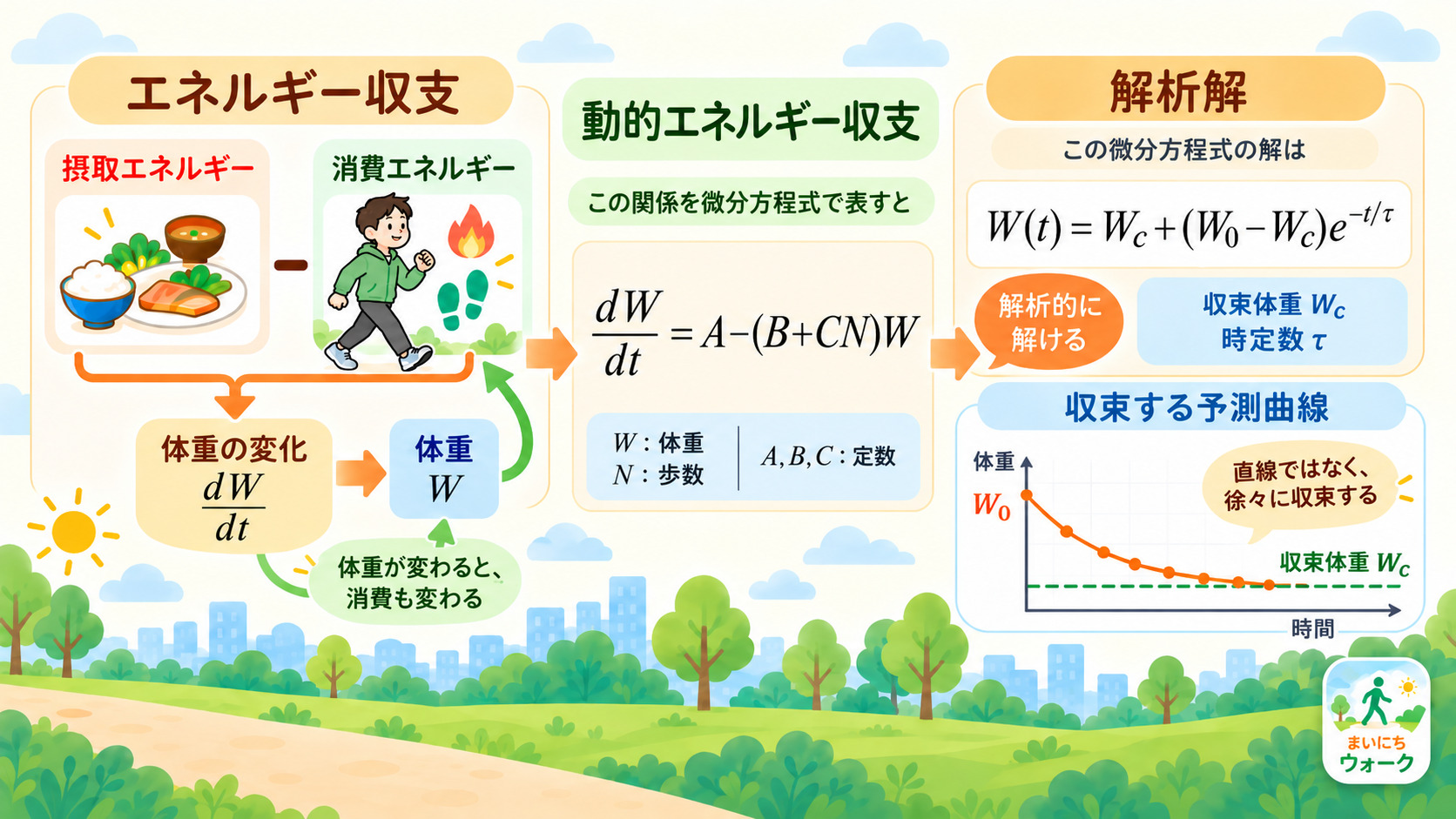 摂取と消費の差から体重変化が生じ、体重が消費エネルギーへフィードバックする動的エネルギー収支を、微分方程式と解析解、収束体重へ近づく曲線で示した図